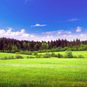 Image 003