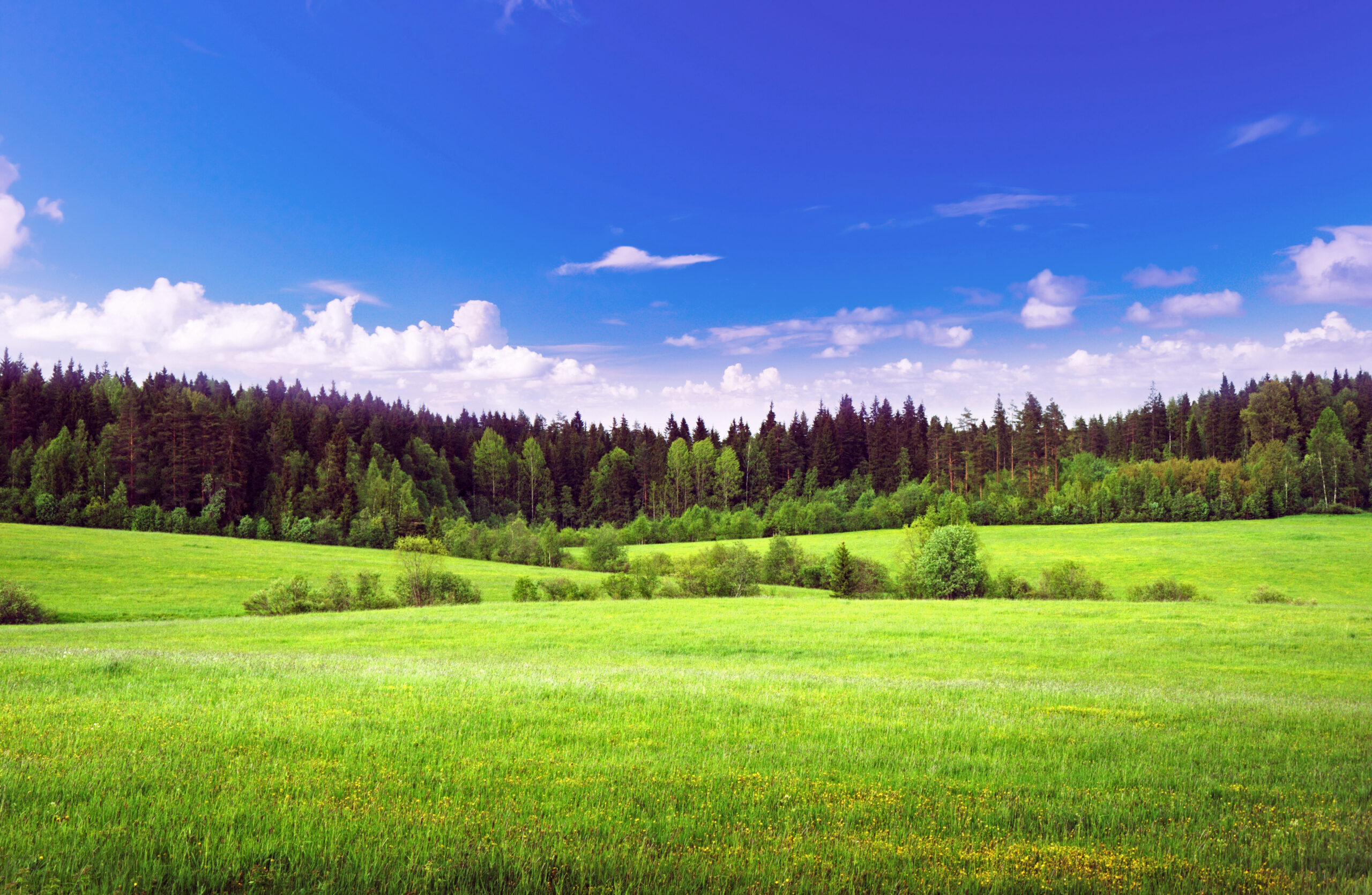 Image 003